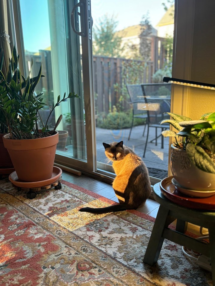 Sophie the cat